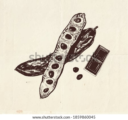 Hand drawn illustration of carob pods with seeds, vintage botanical and culinary  drawing