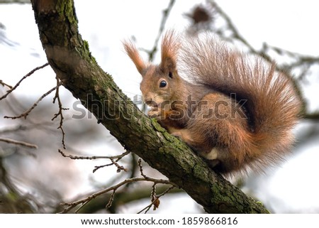 Squirrel in the park on a tree reaps nuts.