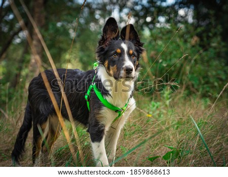 Adorable tricolor border collie dog posing in the field of Mediterranean landscape with raised ears and looking straight ahead