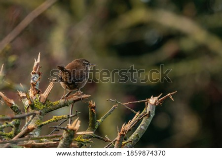 Wren bird perching on a small twig in autumn