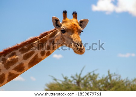 Wild african life. A large common South African giraffe on the summer blue sky. Namibia