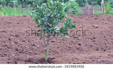 world soil day concept. humus soil in the field. nature photo object          