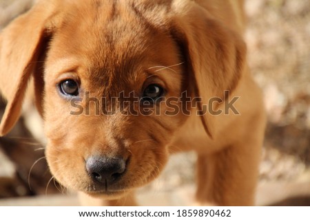 Closeup of isolated fox red Labrador retriever puppy walking to the camera in the sunshine with large black eyes and shallow depth of field Royalty-Free Stock Photo #1859890462