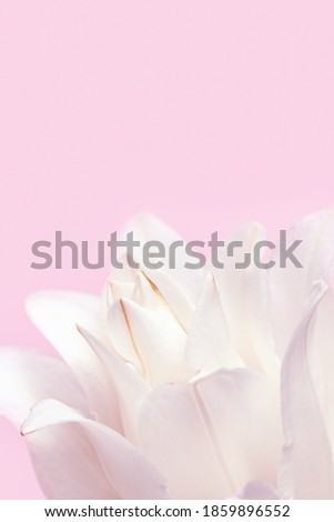 Blossoming delicate petals of peony lily, white blooming lilies flower on pink background and copy space.
