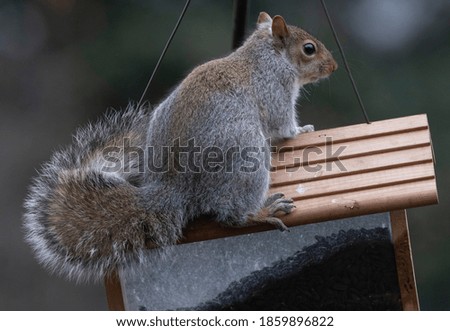 Squirrel climbs onto the roof of a wooden bird feeder