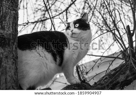 Beautiful adult young black and white cat with big eyes sits on a apple tree without foliage in the garden in autumn