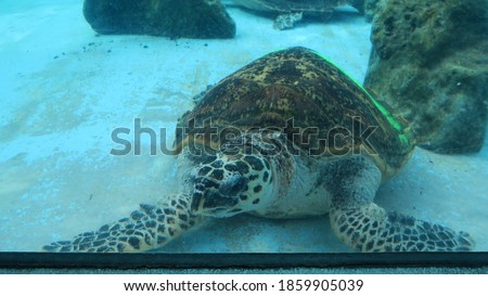 swimming turtle at aquarium in Japan 