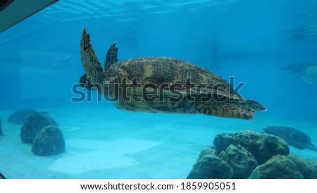 swimming turtle at aquarium in Japan 