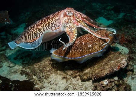 A male Cuttlefish prepares to display his mating ritual with the smaller female in a unique experience encountered by divers on the coral reef of the Surin Islands in Thailand.