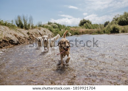 Pet photography dogs stray breed