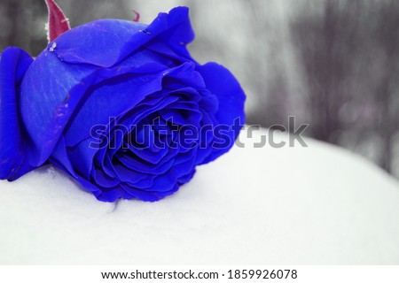 Blue rose in the snow postcard