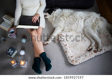 cozy Christmas time at home top view of woman and white dog