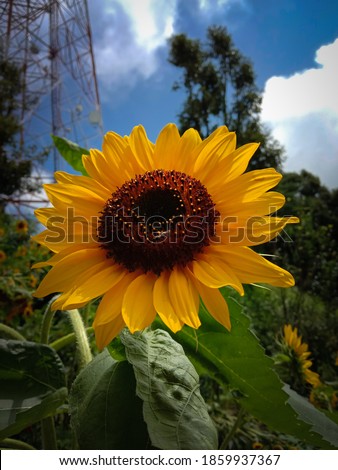closeup picture of sunflower in a green garden.
