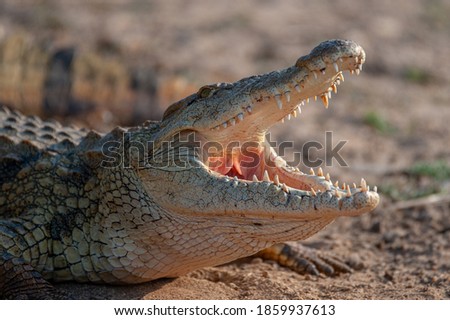 A Nile Crocodile seen on a safari in South Africa Royalty-Free Stock Photo #1859937613