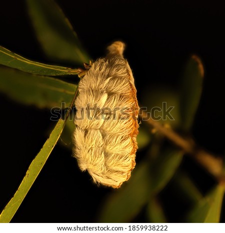 southern flannel moth puss caterpillar - Megalopyge opercularis yellow and orange fuzzy furry on oak tree leaves Royalty-Free Stock Photo #1859938222