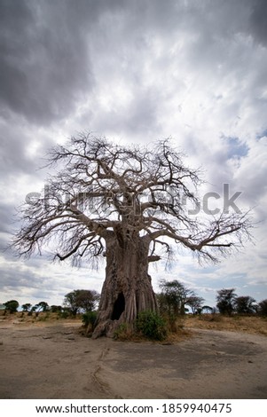 hallow baobab tree in Africa national park, Tarangire