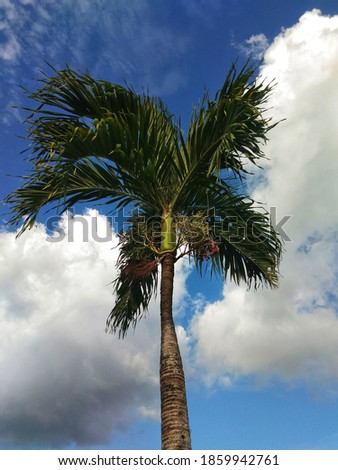 Palm tree on the Street in Denpasar Bali, photographed from below