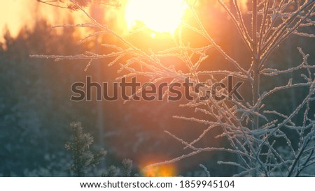 cy frosted tree branches in cool snow winter forest lit by sunshine. Closeup, shallow DOF