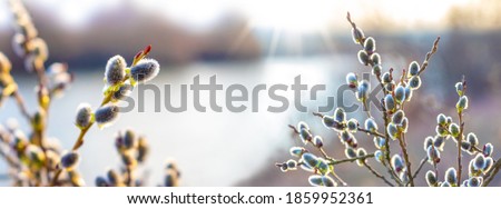 Spring background with flowering willow branches near the river in sunny weather Royalty-Free Stock Photo #1859952361