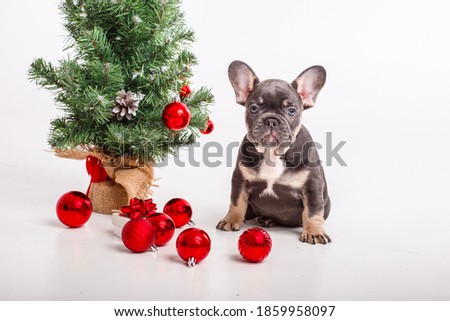 French bulldog puppy near the Christmas tree on a white background