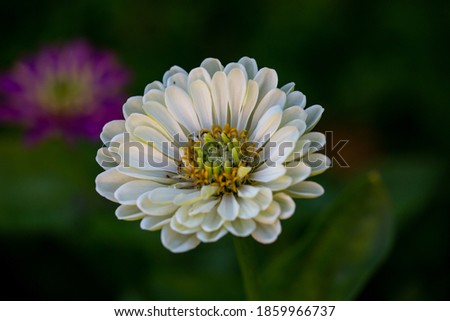 Blooming white zinnia flower in a summer garden macro photography on a dark green background. Garden flower with white petals close-up picture on a summer day.