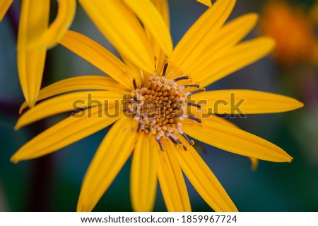 Blossom helianthus flower macro photography on a green background. Yellow garden flower closeup photo in summer day.