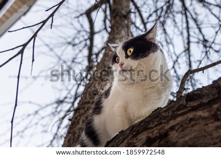 Beautiful adult young black and white cat with big yellow eyes sits on a apple tree without foliage in the garden in autumn
