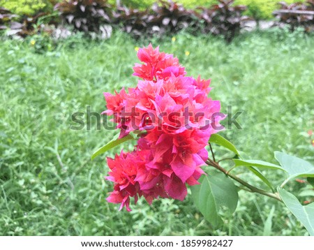 China Rose in a green garden