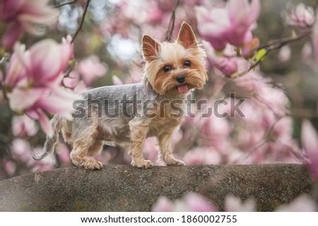 Cute Yorkshire Terrier sitting on a magnolia tree