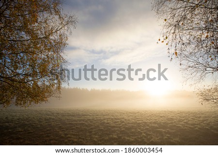 Beautiful morning, foggy field during sunrise. Cold autumn weather on a green field. 