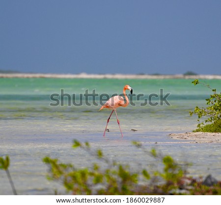 Pink Flamingo walking through shallow water in wild