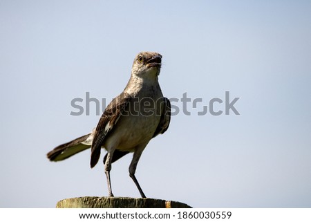 A Northern mockingbird sitting on a fence post on a sunny day.
