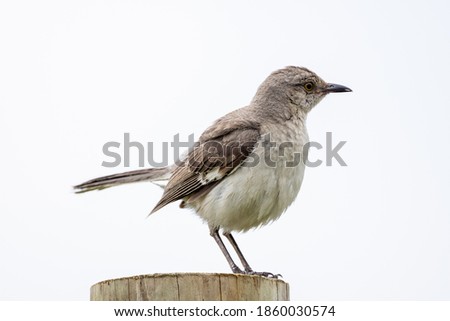 A mockingbird sitting on a fence post.