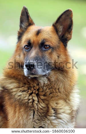German shepherd canine purebred dog portrait close up on natural green background 

