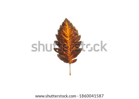 autumn leaf on a white background, top view