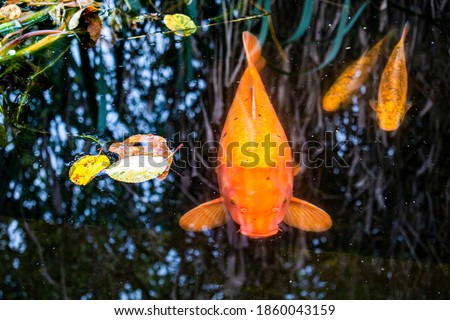 Big and small red / orange carp koi swimming in the pond in the fall water garden Royalty-Free Stock Photo #1860043159