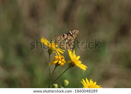Beautiful butterflies drink nectar from flowers in the field