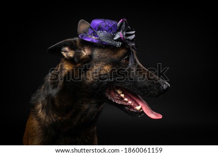 Portrait of a Belgian shepherd dog in a headdress. Carnival or Halloween. Isolated Studio photo on a black background.