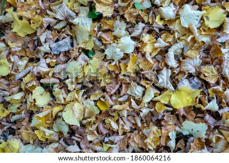 Autumn foliage on the ground close up autumn background for design