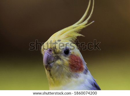 Close up of  a Arlequin  cockatiel 