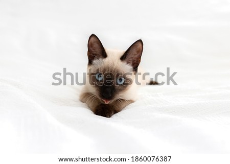 A beautiful white cat lies on a light background and licks its paws.