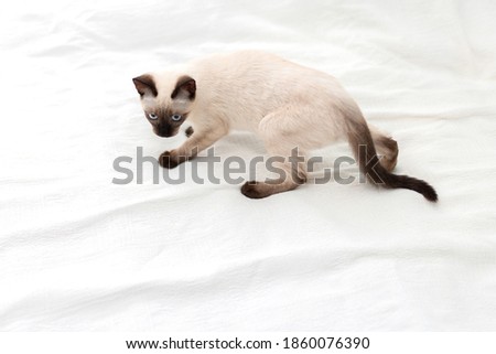 Playful kitten is played on a white background. Domestic pet cat.