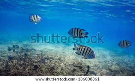 Marine fish underwater.