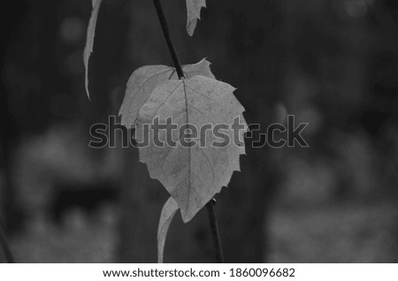 Leaf on a branch in the autumn fairy forest
