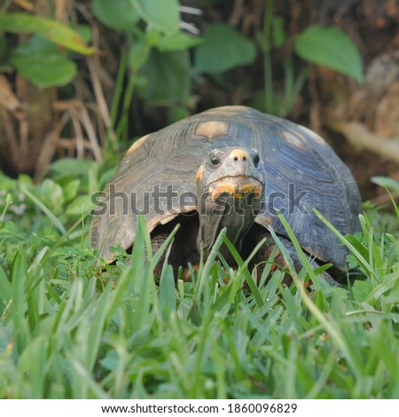 Tortoise emerges from high grass. Picture focused on the tortoise's head