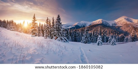 Scenic image of spruces tree in frosty day. Location place Carpathian mountains, Ukraine, Europe. Splendid wintry wallpapers. Christmas holiday concept. Happy New Year! Discover the beauty of earth.