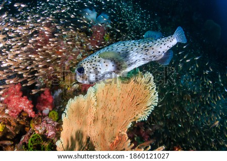 Porcupine fish on a colorful tropical coral reef