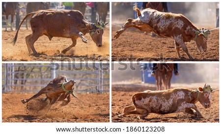 Collage of images of calves being lassoed by cowboys on horseback in a dusty country rodeo