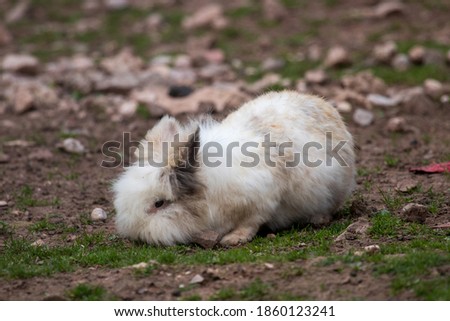 Bunny posing when enjoying in nature
