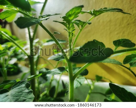 gardening tomatoes that are starting to grow